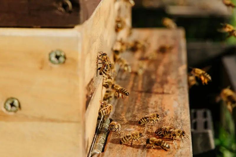 Primer plano de abejas que se arrastran y revolotean alrededor de la entrada de madera de una colmena bajo la cálida luz del sol.