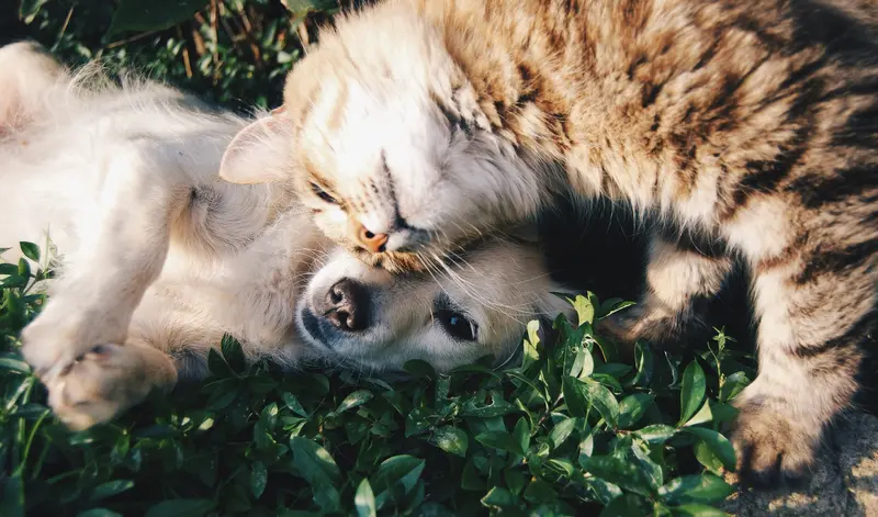 A fluffy tabby cat cuddles a small white dog lying in the grass, their faces pressed together.