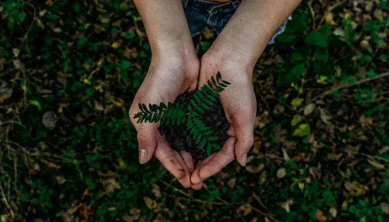 Two hands form a heart shape around a small green fern sprig against a dark forest floor.